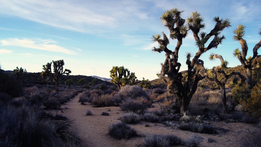 Joshuatree